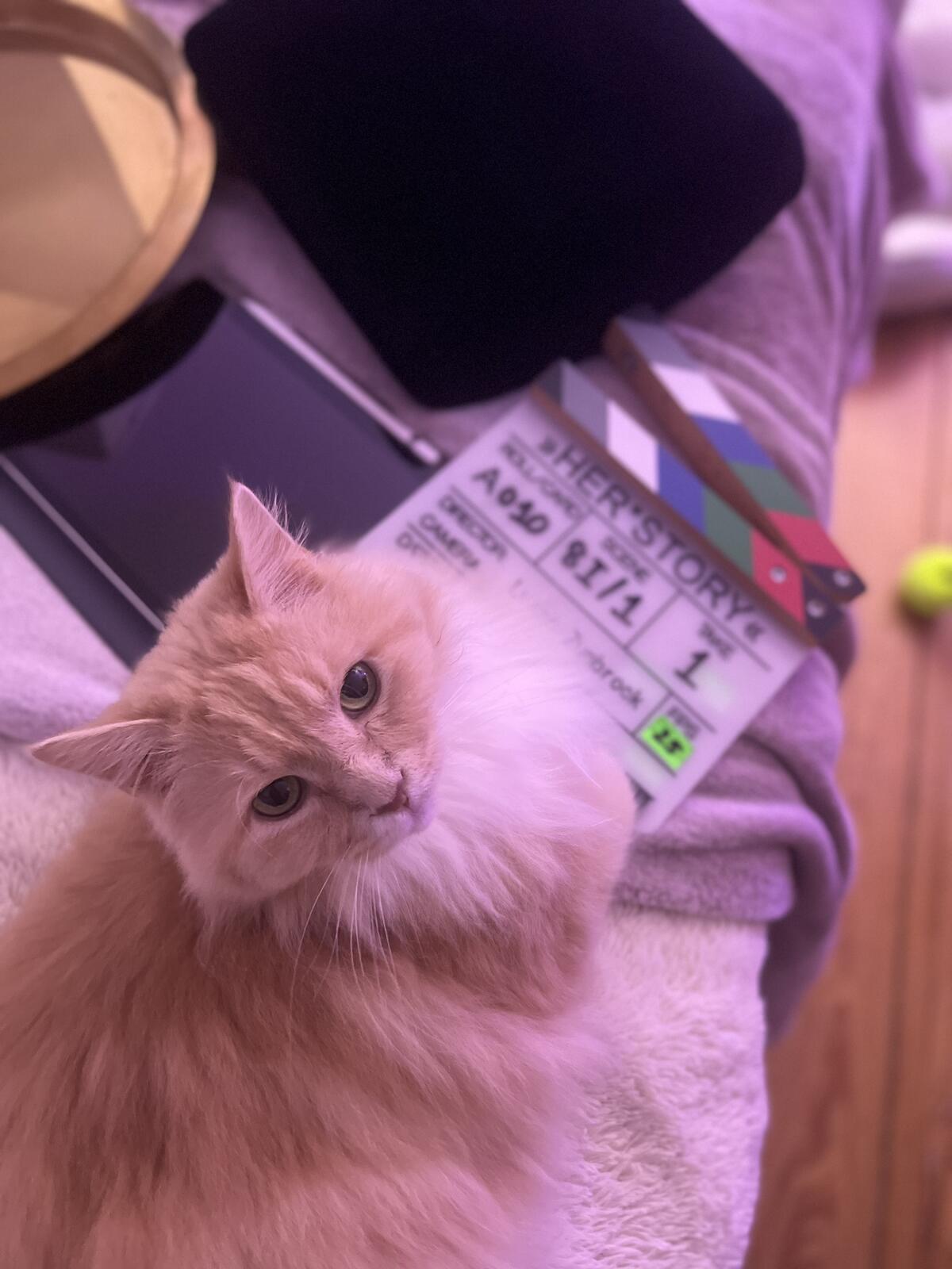 A fluffy ginger cat curled up next to a clapperboard